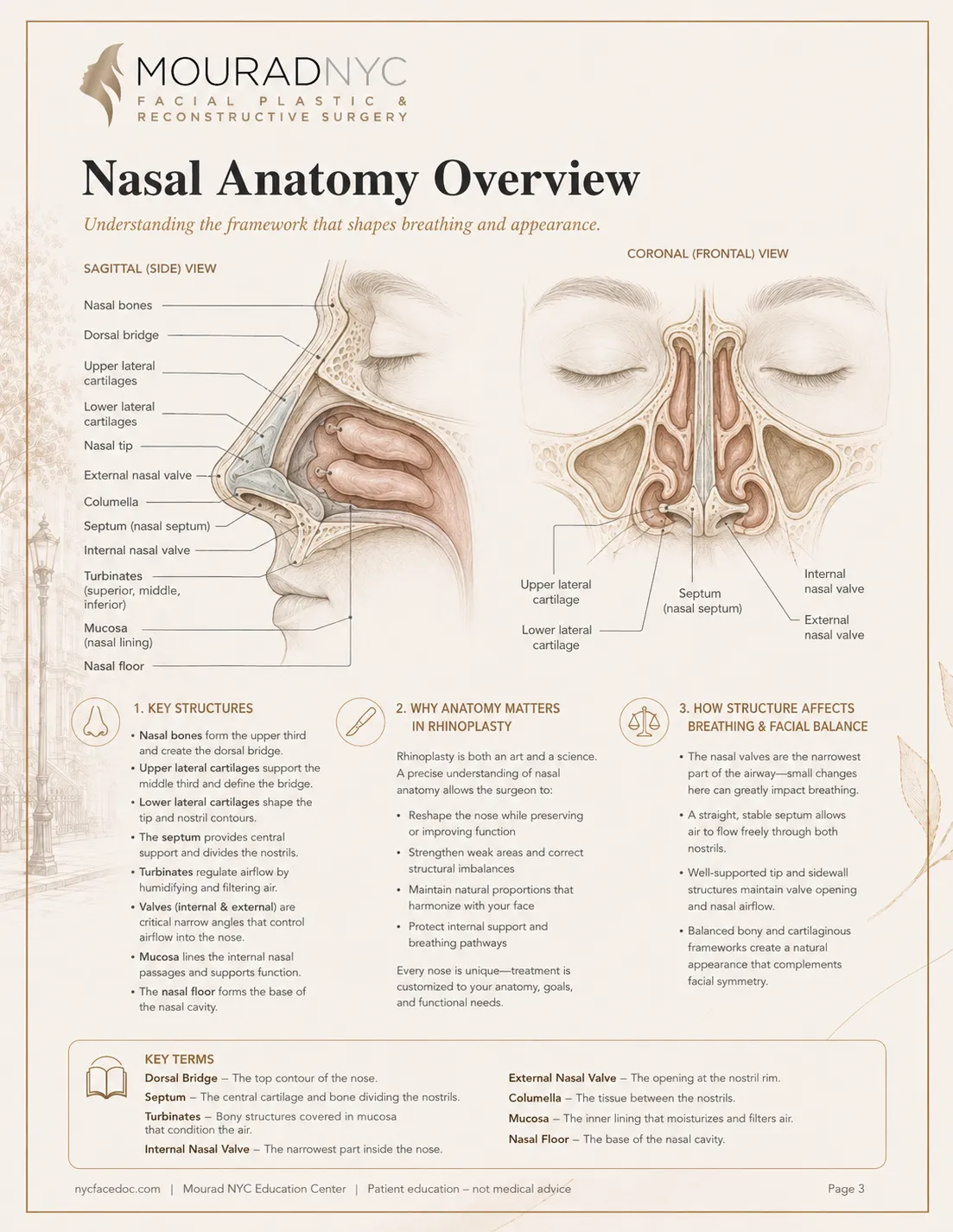 Rhinoplasty Guide — page 3: Nasal Anatomy Overview
