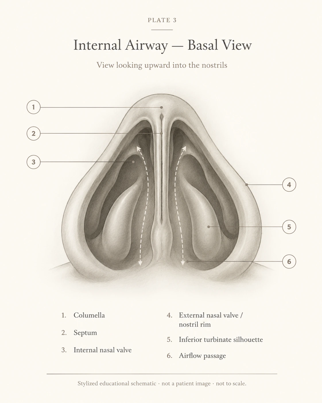 Stylized surgical illustration looking upward into the nostril openings, labeled with the columella, septum, internal nasal valve, external nasal valve / nostril rim, inferior turbinate silhouette, and airflow passage.