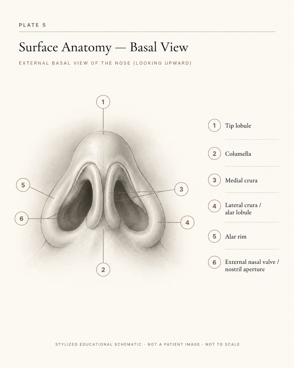 Stylized surgical illustration of the underside of the nose, labeling the tip lobule, columella, medial crura, lateral crura / alar lobule, alar rim, and external nasal valve / nostril aperture.